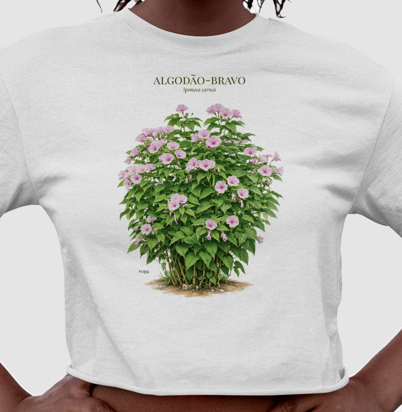 Algodão-bravo