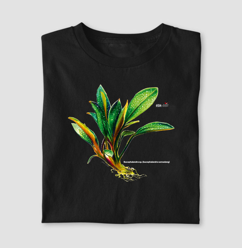 Bucephalandra sp. (bucephalandra semadang)