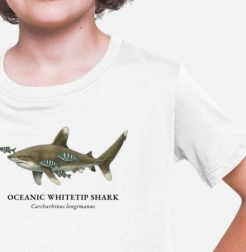 Oceanic Whitetip Shark