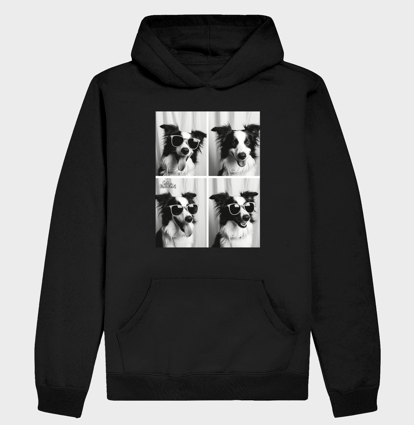 Border Collie Ensaio Fotográfico 