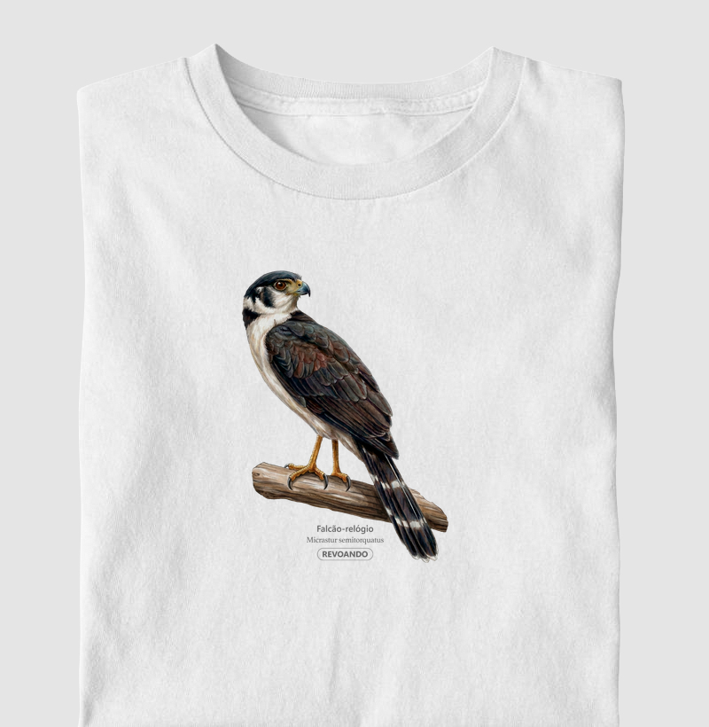 Traços Alados - Falcão-relógio