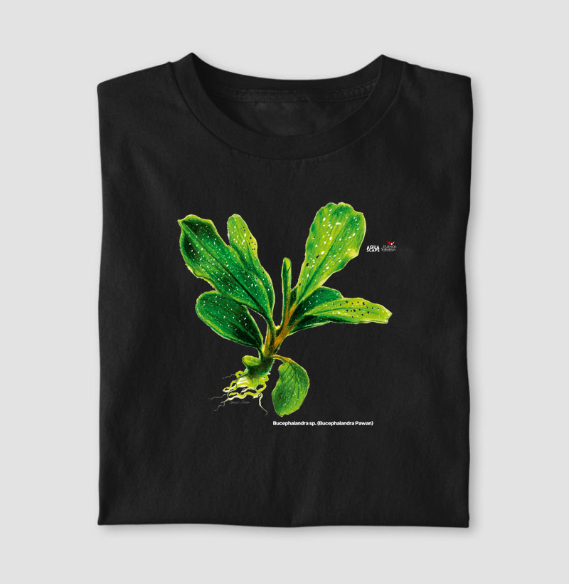 Bucephalandra sp. (Bucephalandra pawan)