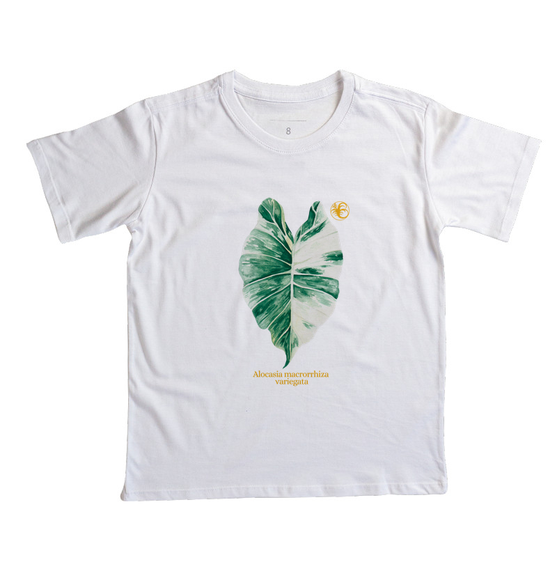 Alocasia Variegata 