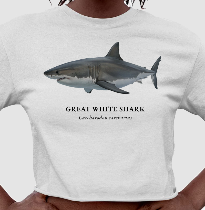 Great White Shark