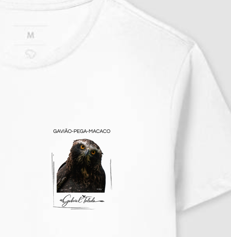 Gavião pega Macaco