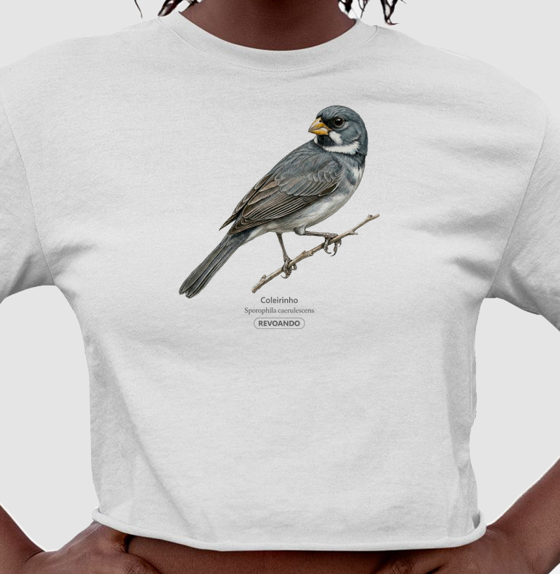 Aves do Brasil - Coleirinho II - Cropped