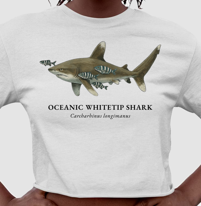 Oceanic Whitetip Shark