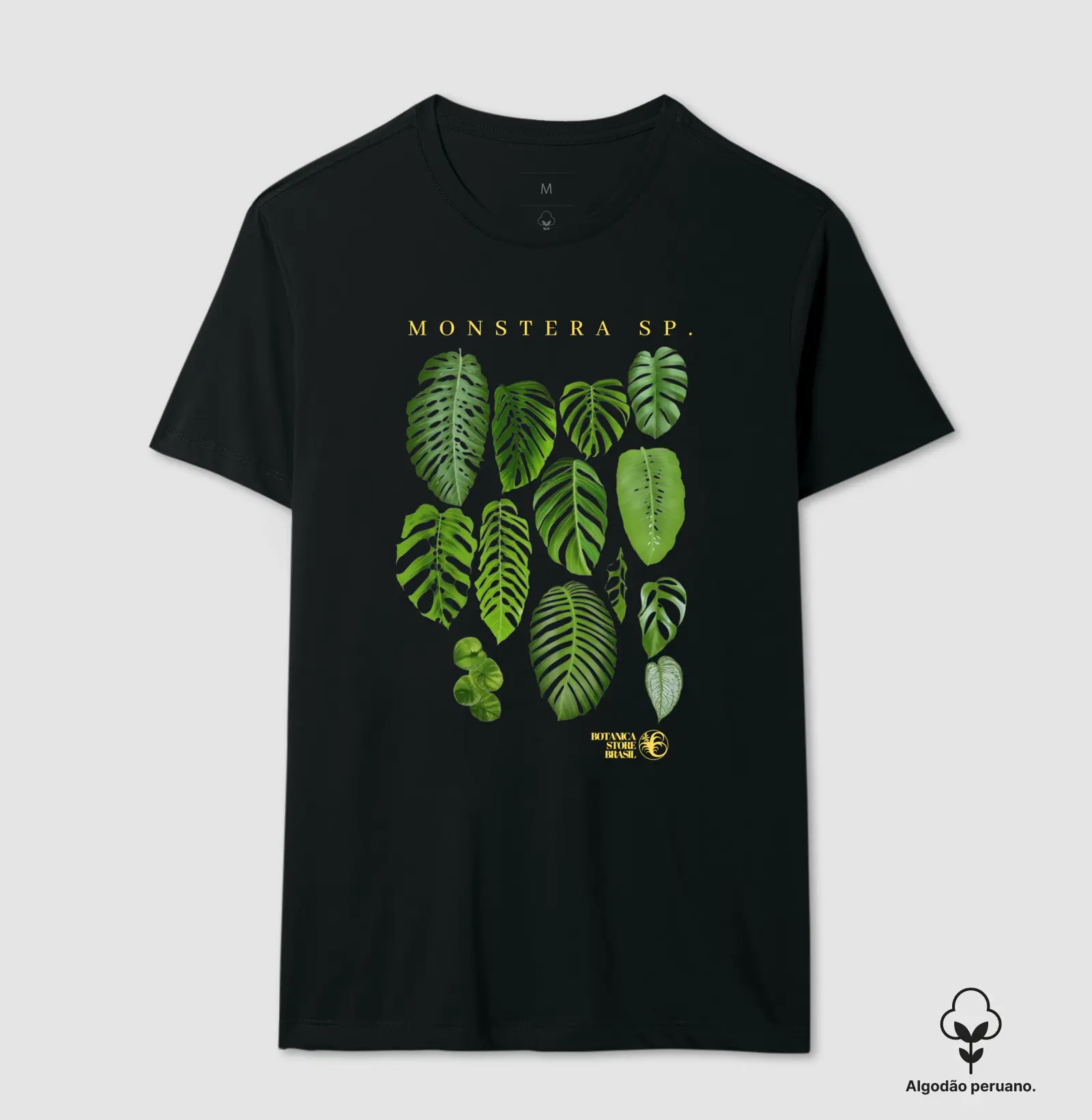 MONSTERA SP II