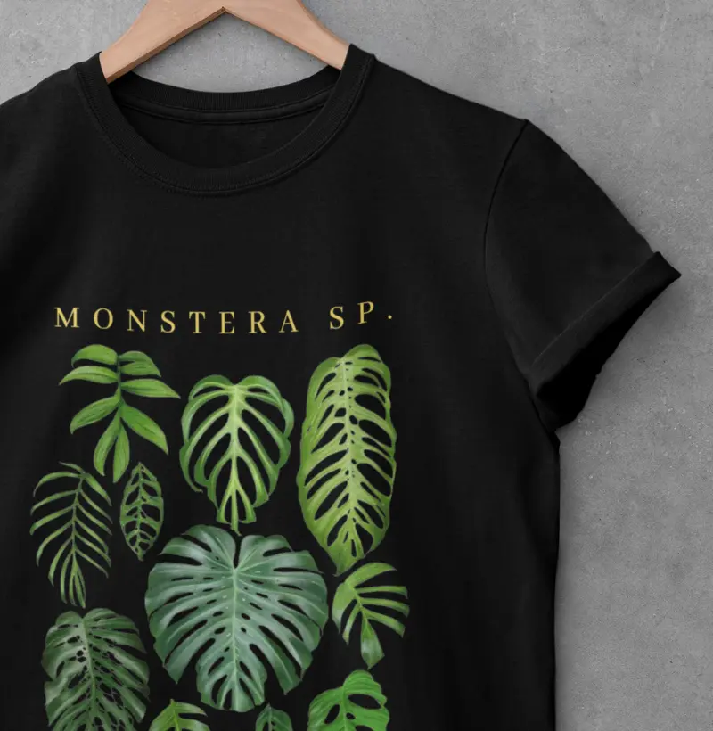 MONSTERA SP