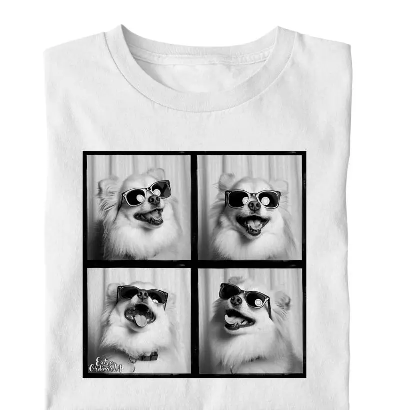 Lulu da Pomerânia Ensaio Fotográfico 