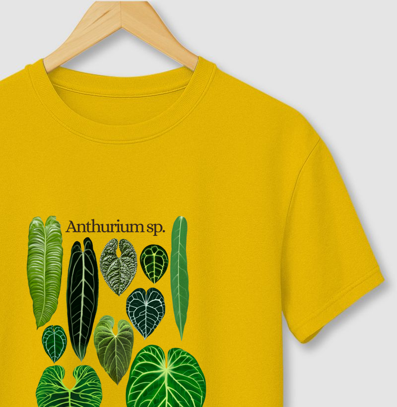 ANTHURIUM SP
