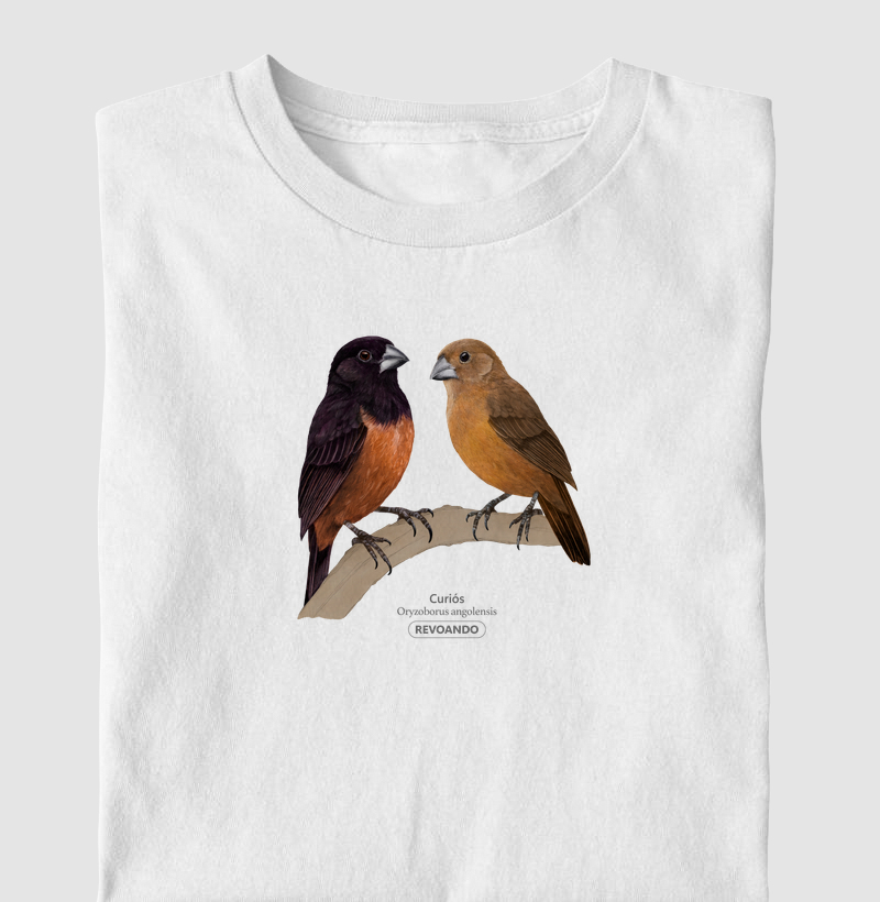 Aves do Brasil - Casal de Curiós - Infantil