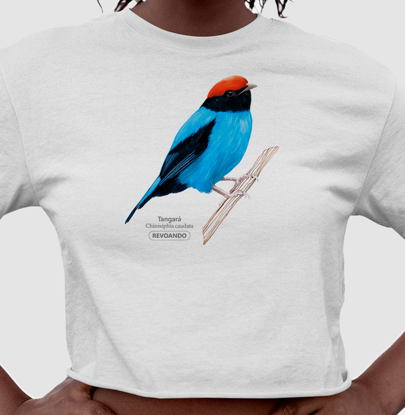 Aves do Brasil - Tangará - Cropped