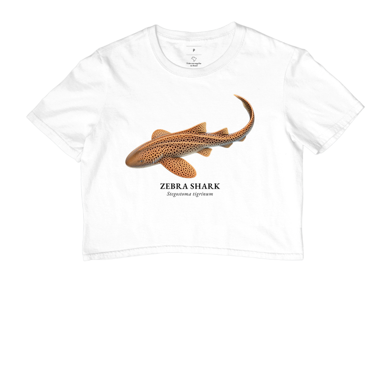 Zebra Shark - Cropped