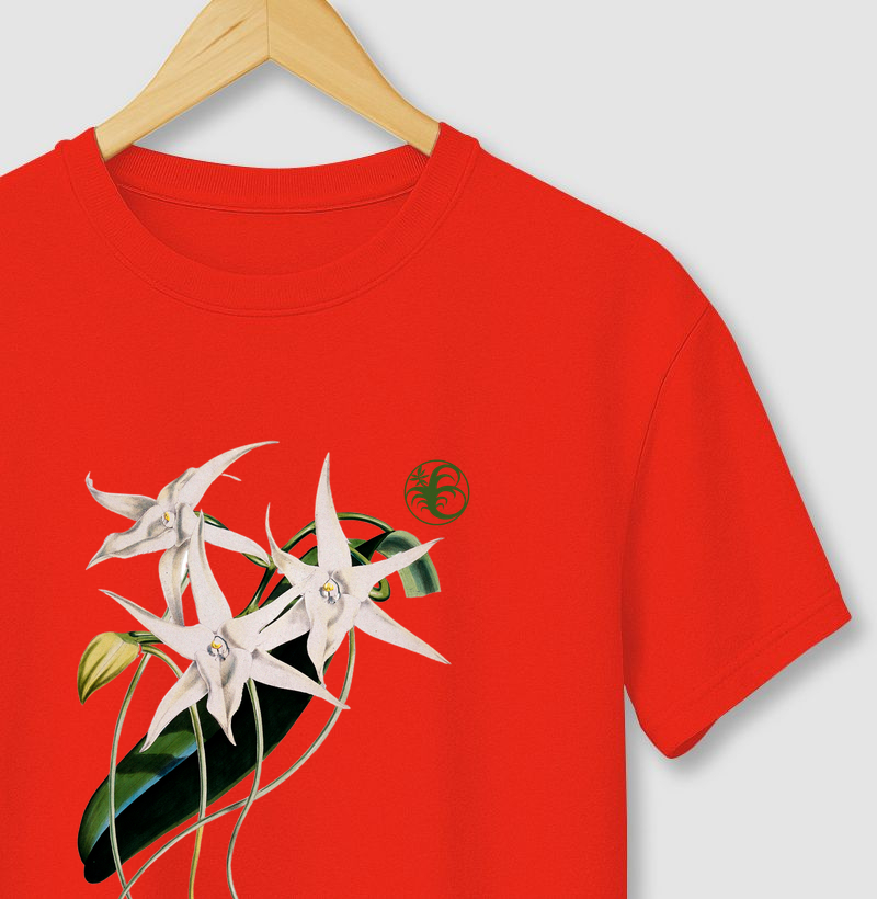 ANGRAECUM