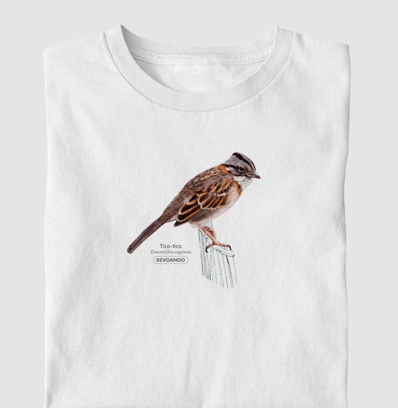 Aves do Brasil - Tico-tico - Infantil