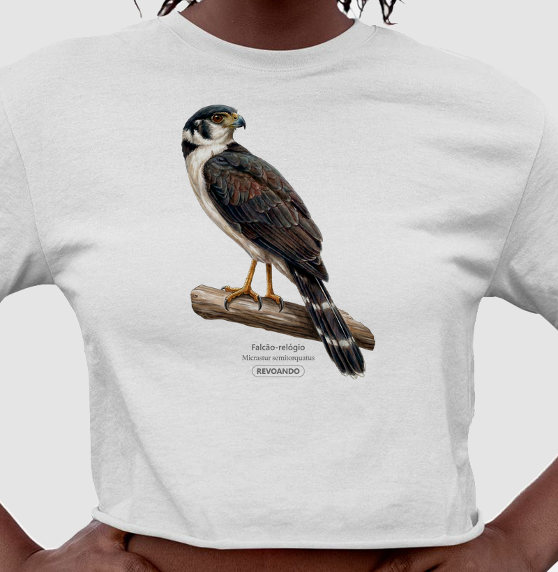 Traços Alados - Falcão-relógio - Cropped