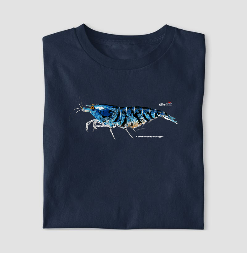 Camarão - Caridina mariae (blue tiger)