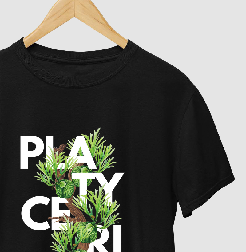 PLATYCERIUM MONTAGEM