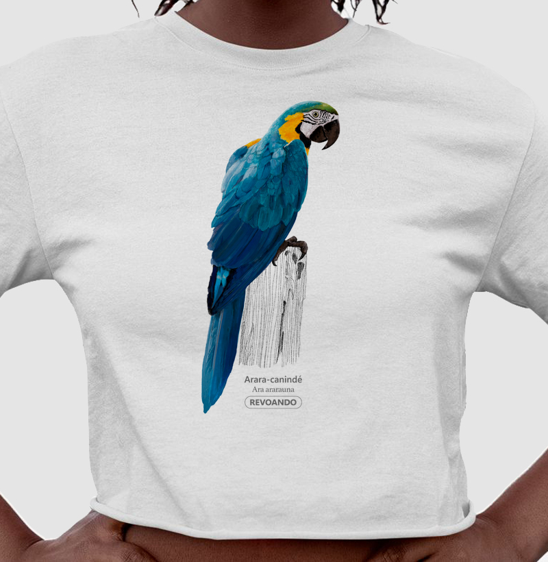 Aves do Brasil - Arara-canindé - Cropped