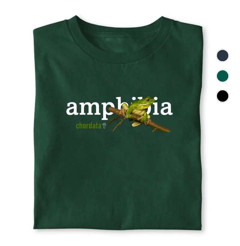 Amphibia