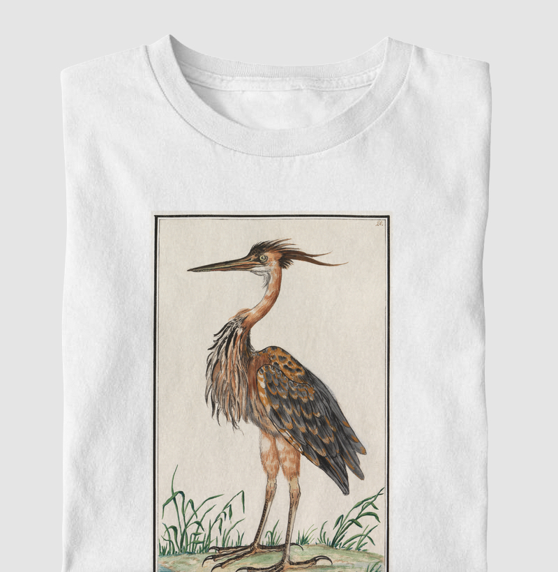 Ardea purpurea