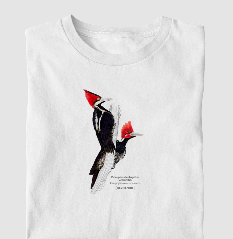 Aves do Brasil - Pica-pau-de-topete-vermelho - Infantil
