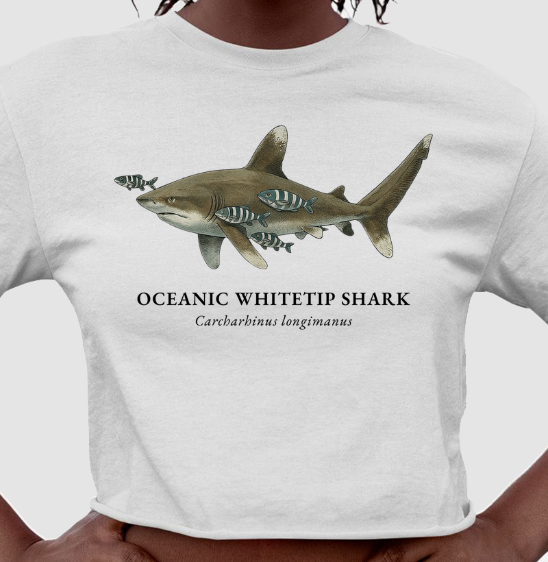 Oceanic Whitetip Shark - Cropped