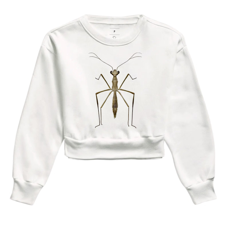 Louva-a-deus / Atenção plena