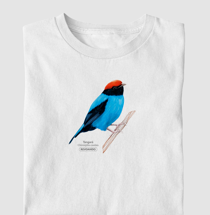 Aves do Brasil - Tangará