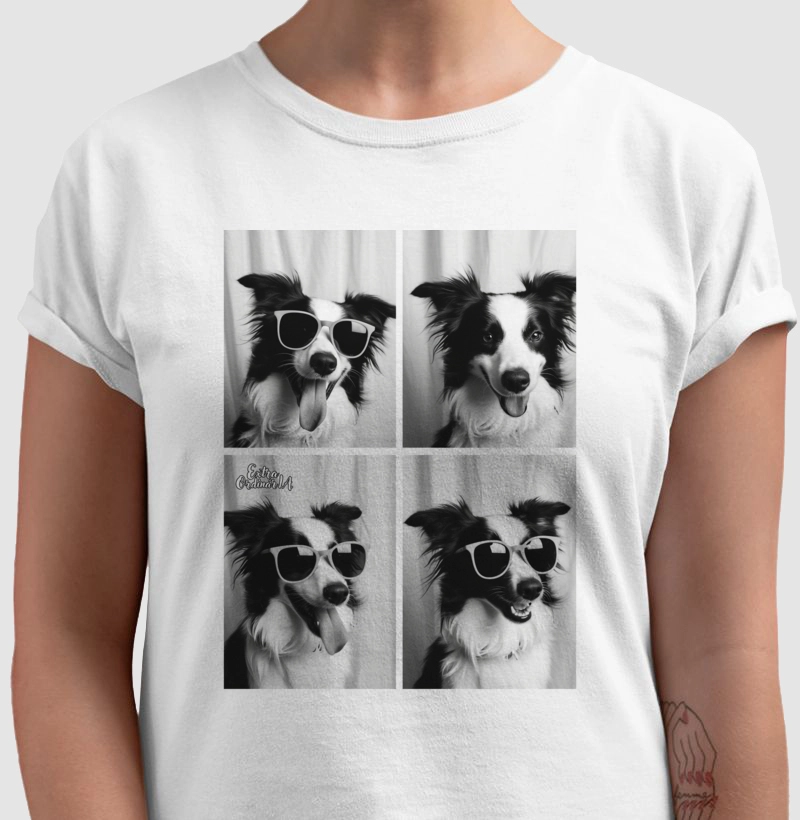 Border Collie Ensaio Fotográfico 