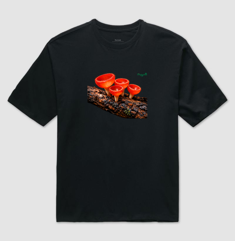 Cogumelos‑taça vermelho