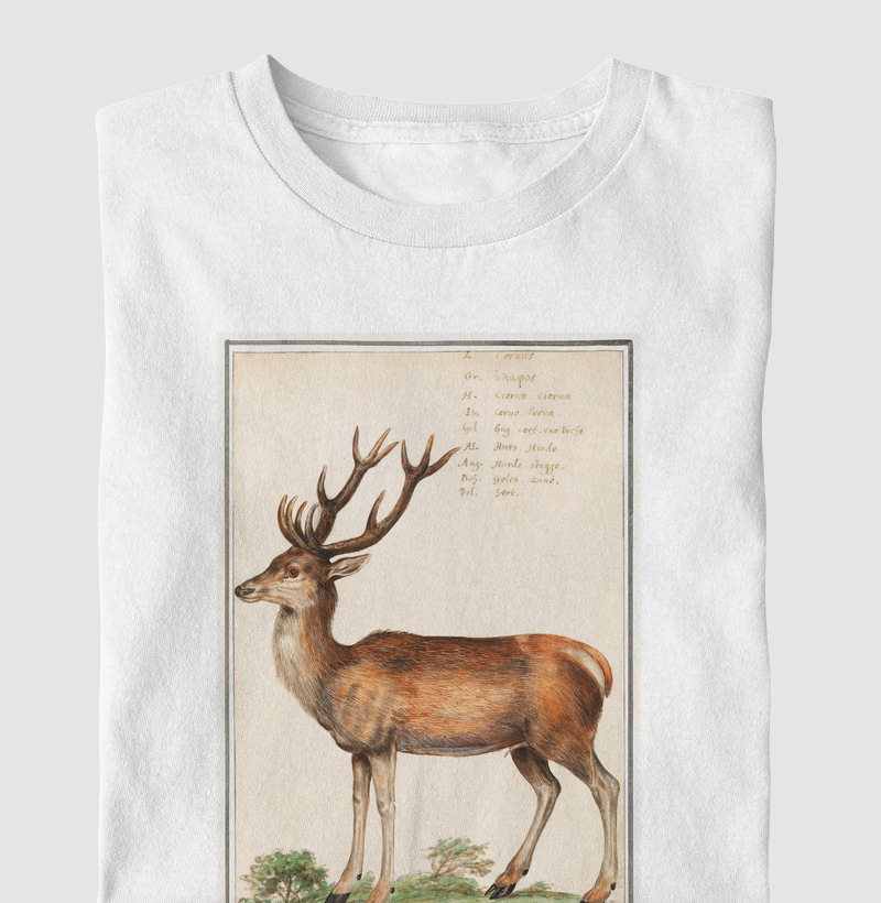 Deer