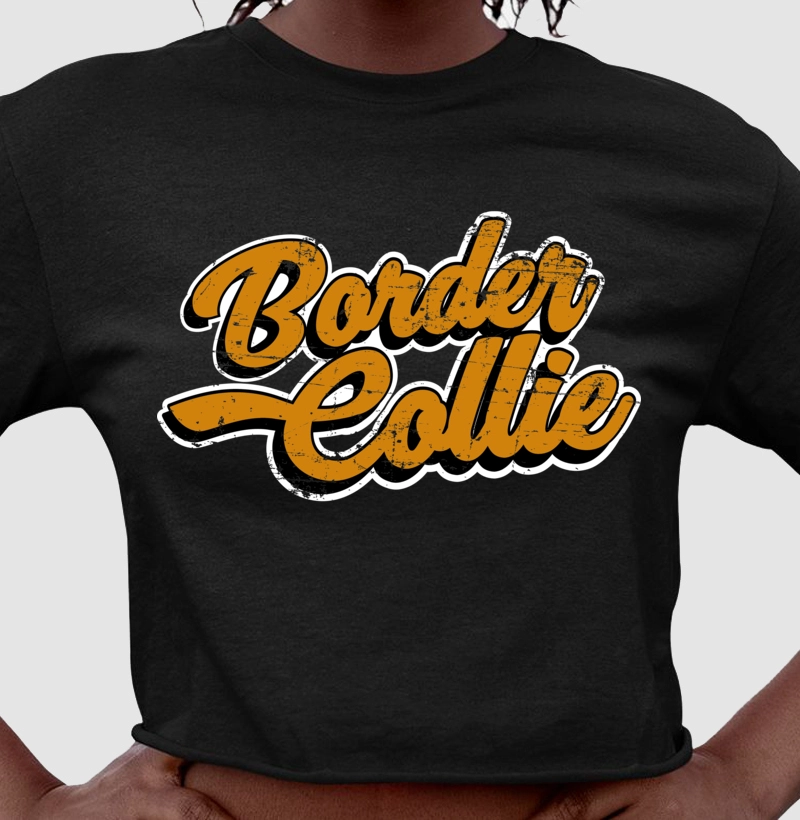 Border Collie Laranja