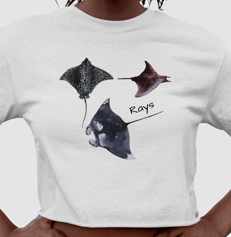 Rays - Cropped