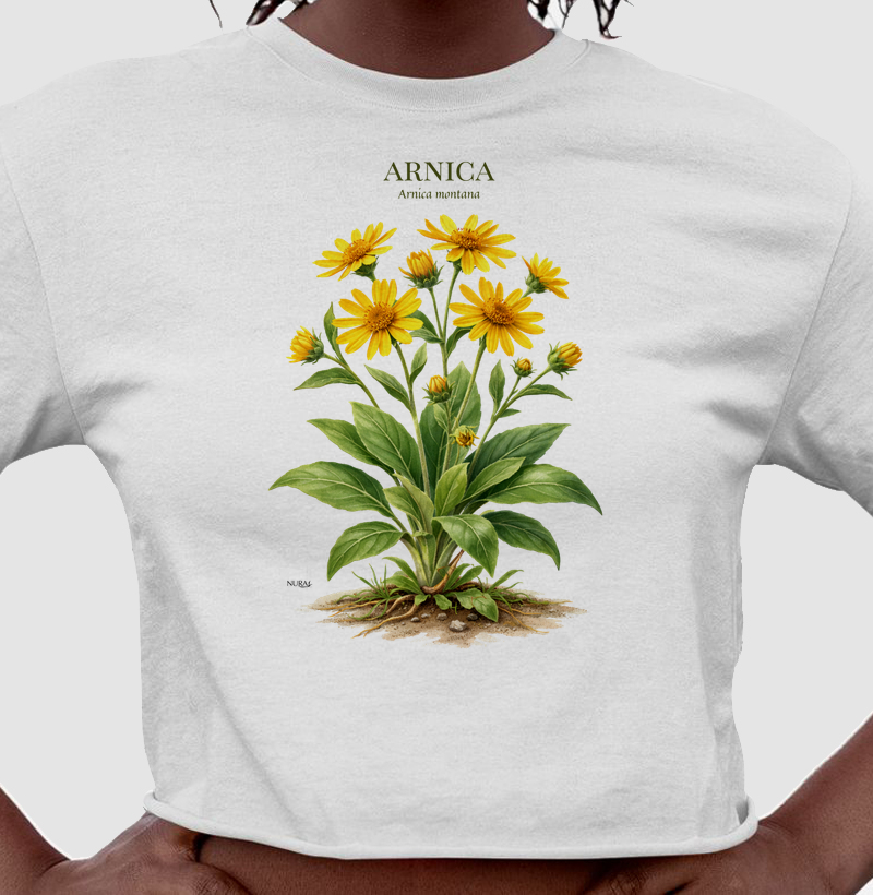 Arnica