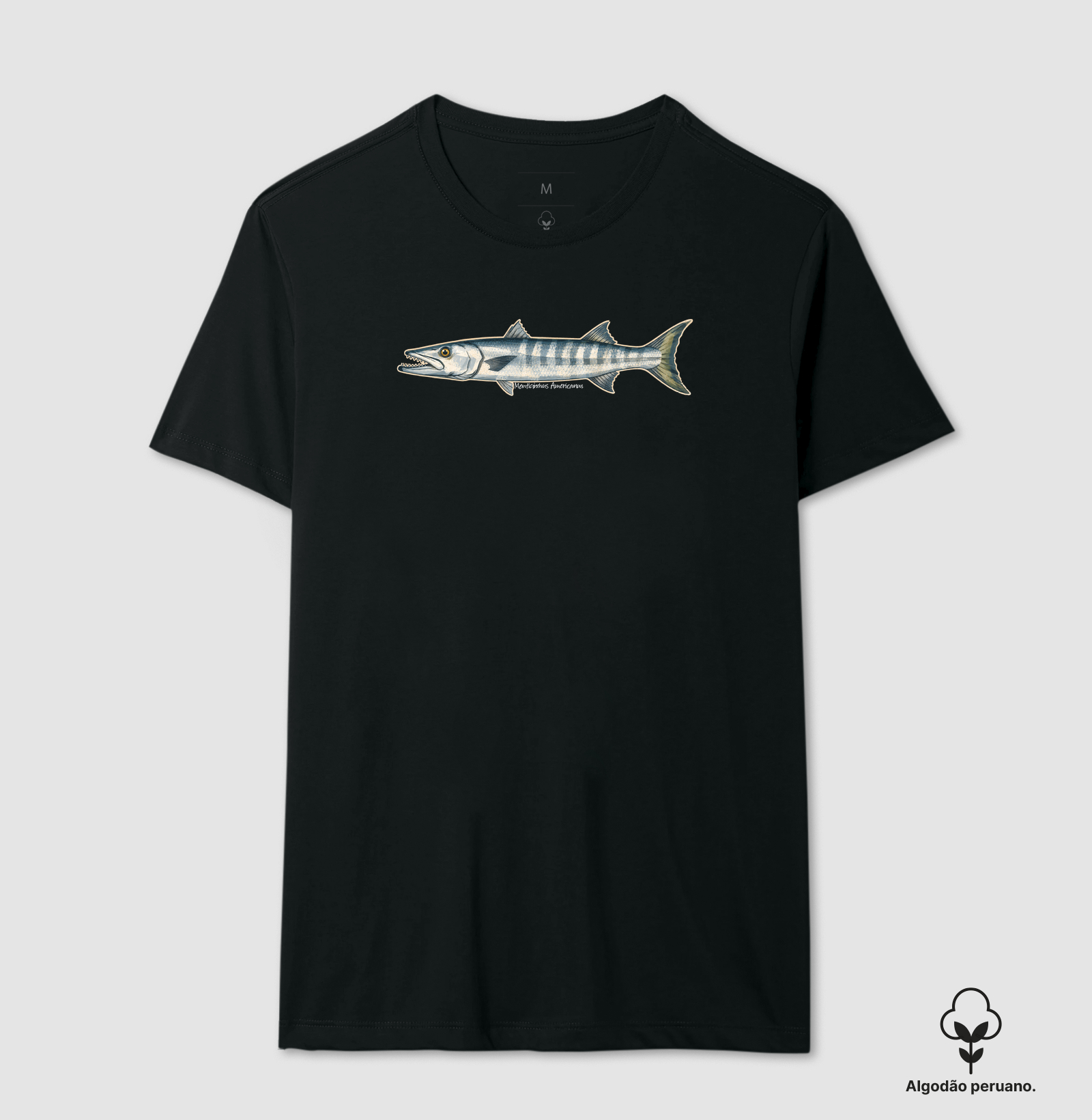 Barracuda