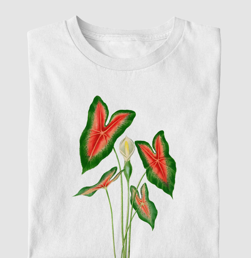 Caladium