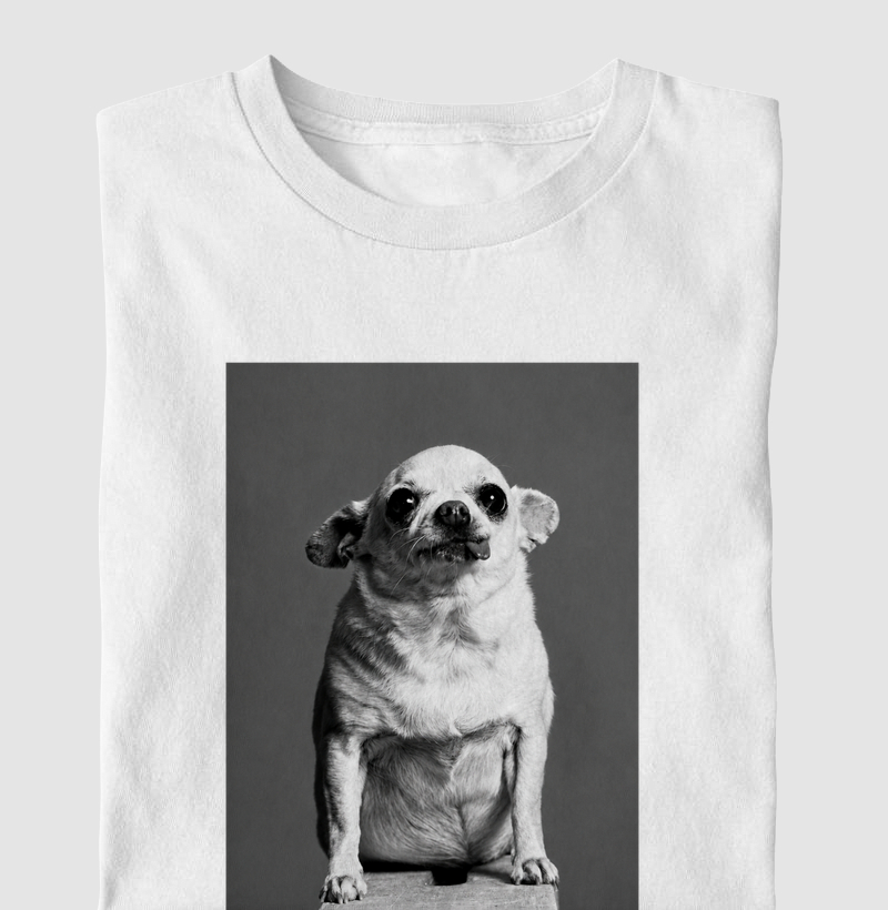 Chihuahua Rechonchudo