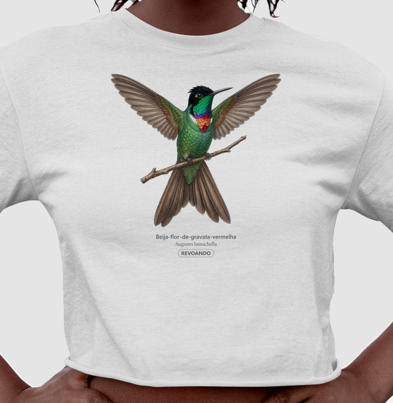 Traços Alados - Beija-flor-de-gravata-vermelha - Cropped