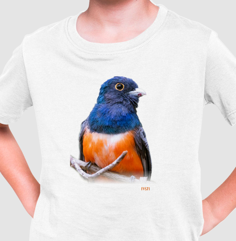 Surucuá-de-barriga-vermelha