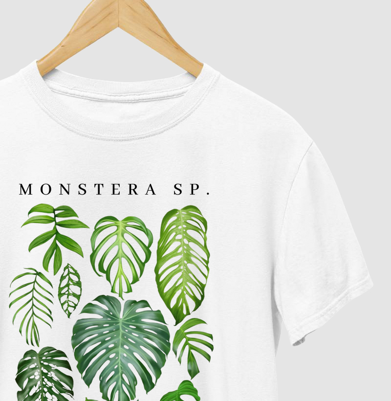 MONSTERA SP