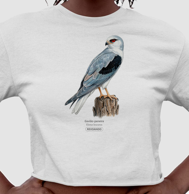 Traços Alados - Gavião-peneira - Cropped