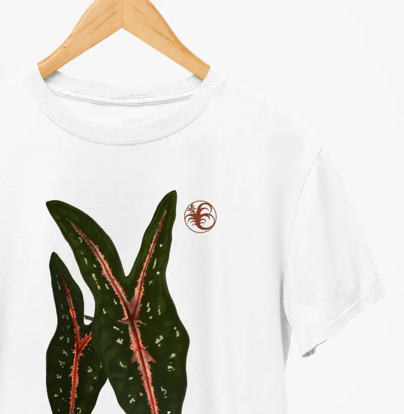 CALADIUM PICYTURATUM