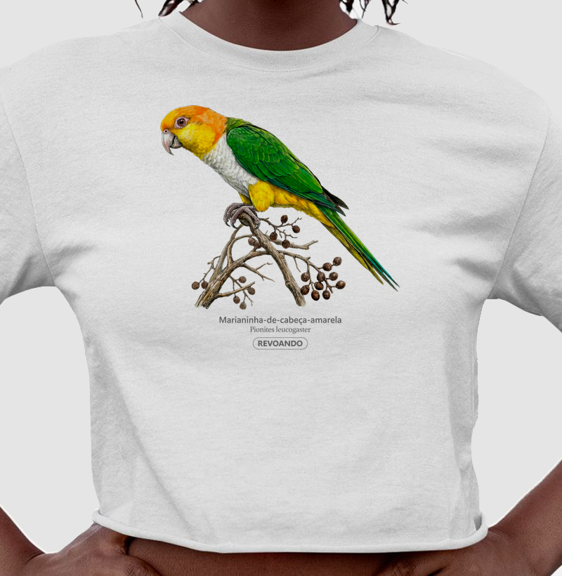 Traços Alados - Marianinha-cabeça-amarela - Cropped