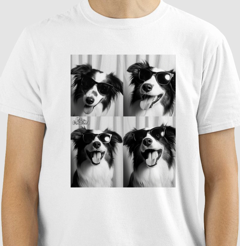 Border Collie Ensaio Fotográfico 