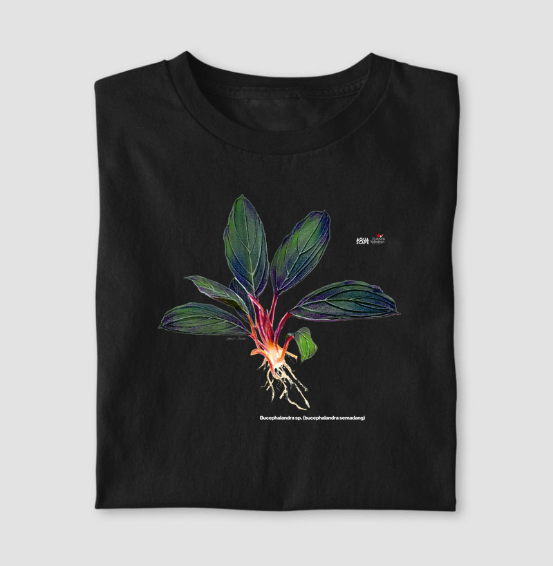 Bucephalandra sp. (Bucephalandra green achilles)