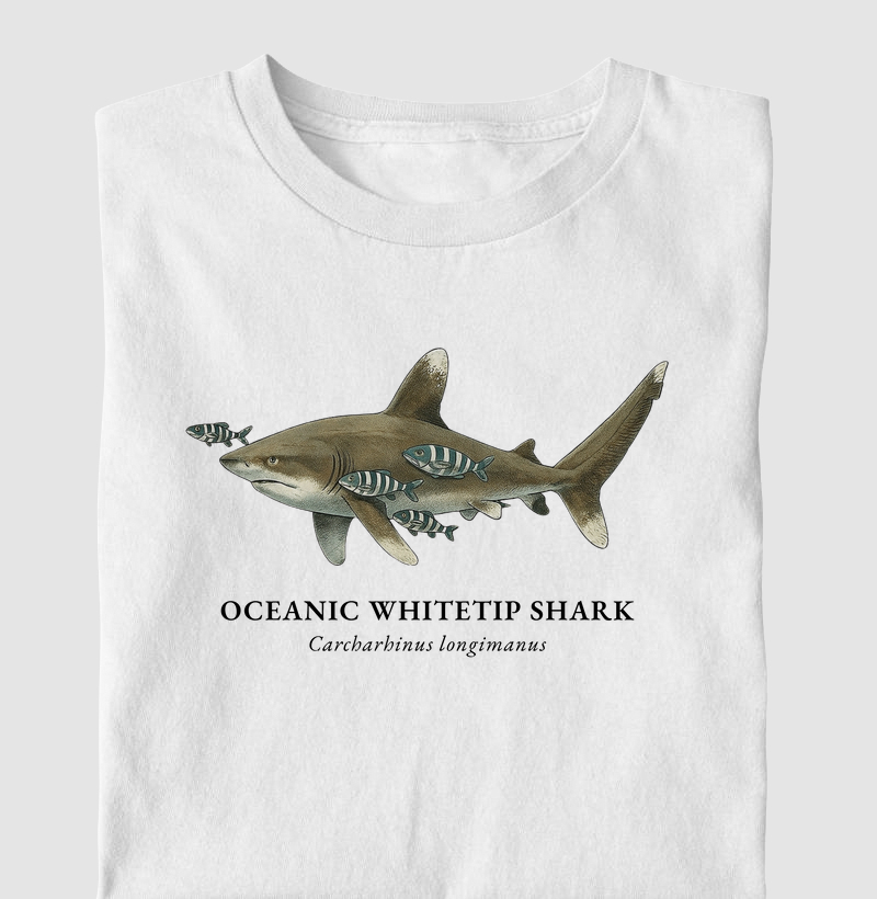 Oceanic Whitetip Shark
