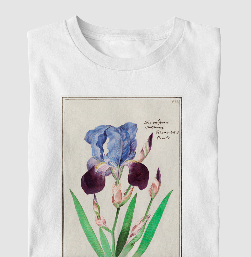 Purple iris