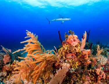 Sobre Shark Lifestyle